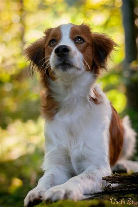 Nederlandse kooikerhondje information including personality, history, grooming, pictures, videos, and the akc breed standard. Kooikerhondje Welpen Nl