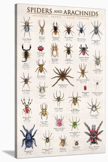 Spiders And Arachnids Stretched Canvas Print