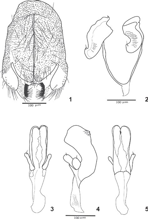 Figure 1 5 From Descripción De Cuatro Especies Nuevas Del Subgrupo