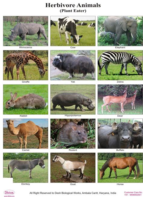 An animal that feeds on herbage or vegetation as the main part of its diet. Herbivores and carnivores list.