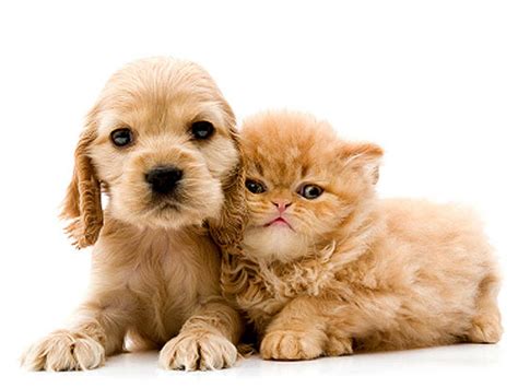 We have been your little rock veterinarian for over 60 years and in maumelle for over 20 years. What is a Hypoallergenic Pet | Pet Allergy | APAA