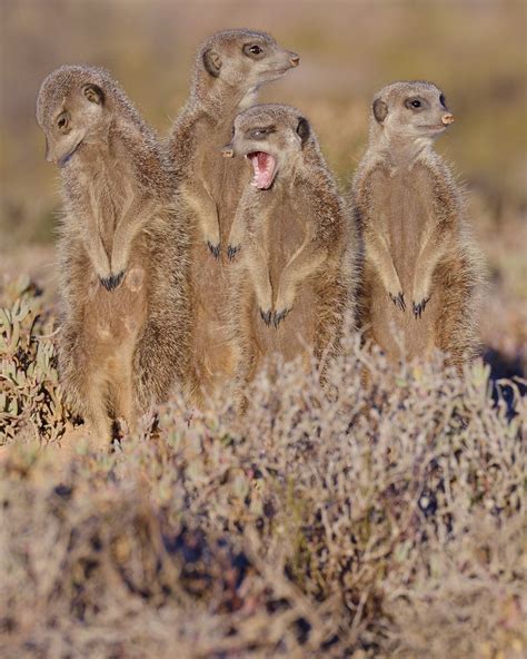 Meerkat South Africa Free Photo On Pixabay