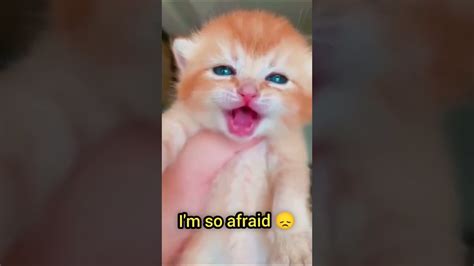 Cat Crying 😔 Youtube