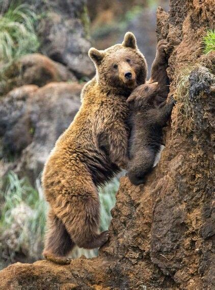 Climbing Lessons Being Taught By Mama Bear To Her Cub Bear Pictures