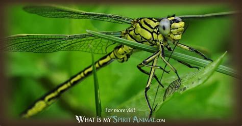 Dragonfly Symbolism And Meaning Spirit Totem And Power Animal