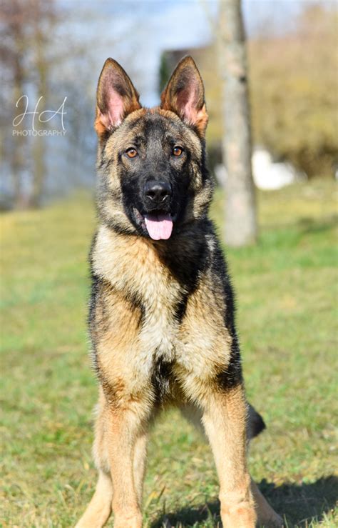 While a family pet breeder is going to focus on calm, even puppies whom don't show as much protective instincts. Sultan (Male) - German Shepherd Breeder Puppies For Sale ...