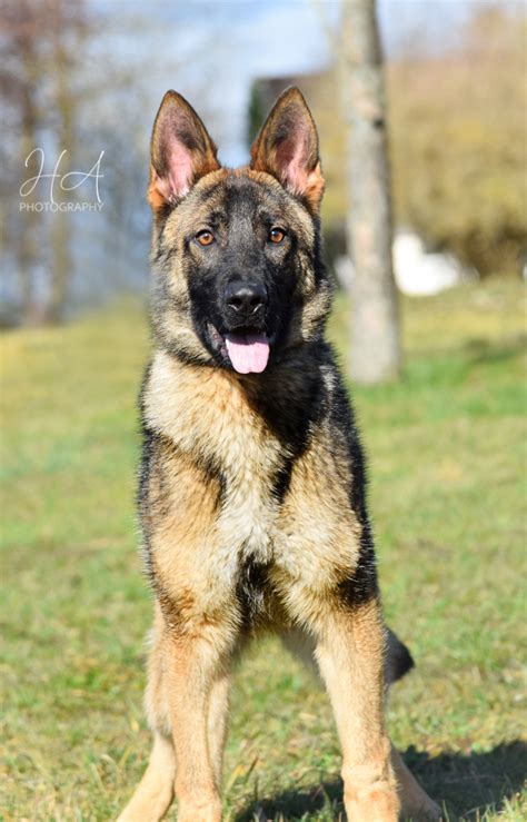 German shepherd puppies are often listed as one of the most popular puppy breeds in the united states. Sultan (Male) - German Shepherd Breeder Puppies For Sale ...