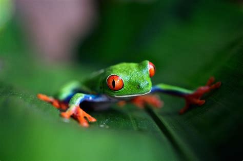 Green Frog On Green Leaf In Selective Focus Photography Image Free