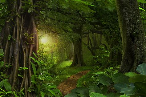 Photo Rays Of Light Jungle Nature Forest Tropics Trunk Tree Grass