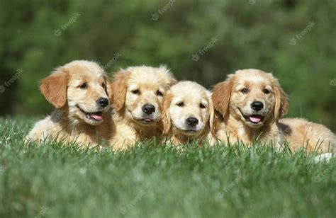 Cuatro Lindos Cachorros De Golden Retriever Descansando Sobre Un Suelo