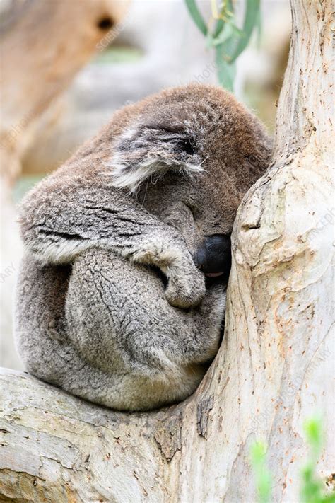 Koala Sleeping In Tree Stock Image C0486912 Science Photo Library