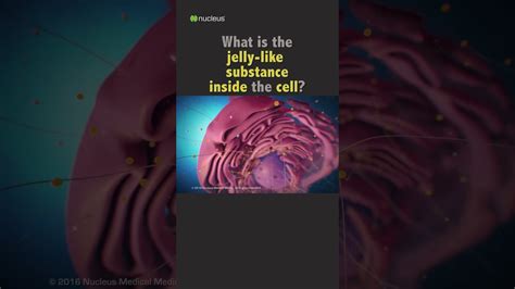 Biology Quiz What Is The Jelly Like Substance Inside The Cell Youtube