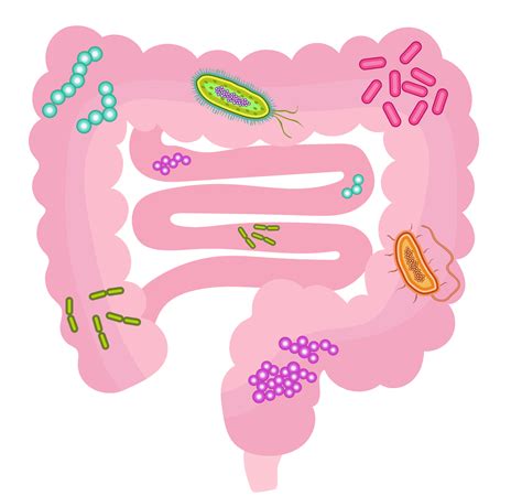 The Gut Microbiome What It Is And Why You Should Care Cormac Nolan