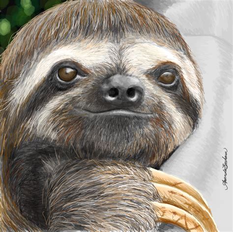 Sloth By M Everham On Deviantart