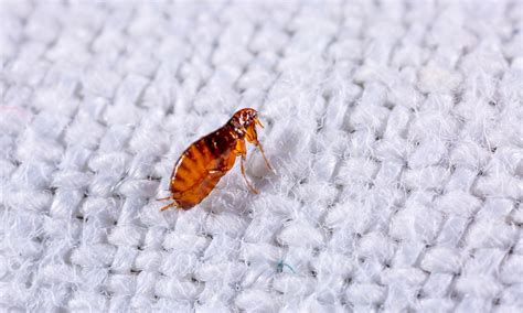 Bed bugs can live from 20 to 400 days without food. How Long Do Fleas Live Without a Host or Food? - Bug Lord
