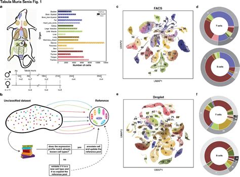 A Single Cell Transcriptomic Atlas Characterizes Aging Tissues In The