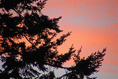 Pine Tree Sunset Photograph By Mark Tsemak Pixels