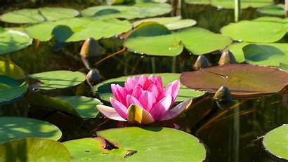 Lotus Pond Water Lily Leaves 4k Pad
