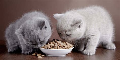 Find everything you need in one place. Best Raw Cat Food in 2021 - Safe and Healthy Choices for ...