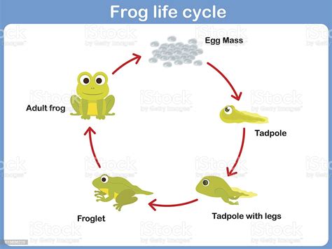 Cryptosporidium and cryptosporidiosis in man and animals. Vector Life Cycle Of A Frog For Kids Stock Vector Art ...
