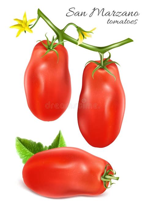 Italian Plum Tomatoes Roma Stock Vector Illustration Of Realistic