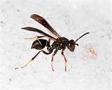 Photos of Queen Wasp Identification