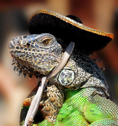 Pissed Off Iguana Wearing A Sombrero Pics
