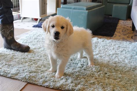 Goldenwind golden retriever puppies are raised in our private home in the bedroom/family/living room areas. WonderkindWhiteGold | White English Cream Golden Retriever ...