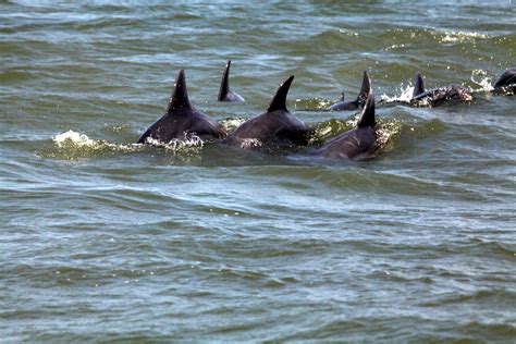 Dolphins In The Gulf Dolphins In The Gulf Near Port Fourch Flickr