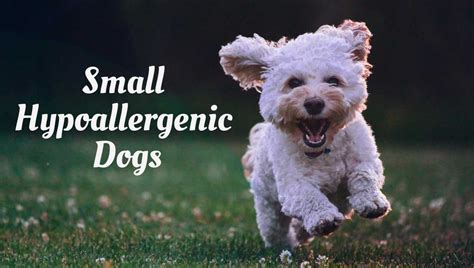 15 Best Small Hypoallergenic Dogs That Dont Shed Hypoallergenic
