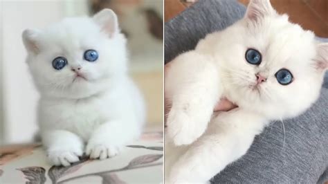 Cute Fluffy White Kitten