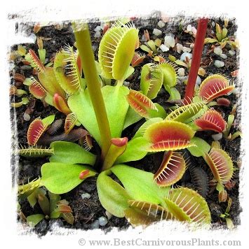 Guiding his search for truth; Dionaea "BCP Phoenix" photos