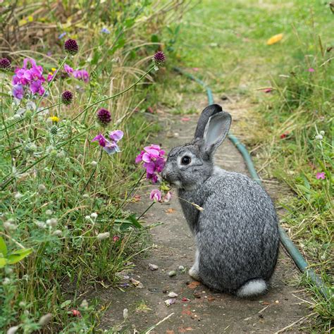 The gardens around my home in richmond, vt, include a large vegetable garden, seasonal greenhouse, cutting garden a more humane and holistic approach is to figure out how to coexist with wildlife; Keep Animals Out of Your Garden with These Expert-Approved ...