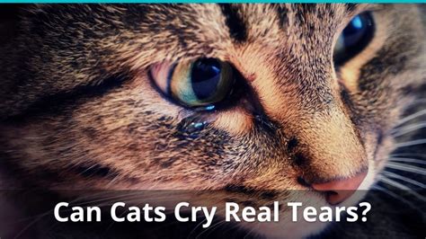 Can Cats Cry Tears Like Humans Do They Cry When In Pain Or Sad