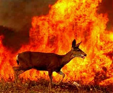 Osmaniye'deki orman yangınında hayvanlar telef oldu osmaniye'de çıkan orman yangınında 5. Yanan hayvanların çığlıkları kulaklarımdan gitmiyor!