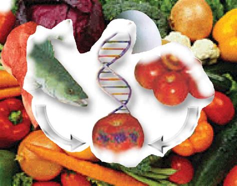 Conservacion De Alimentos Alimentos Transgenicos