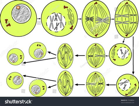 Meiosis Cell Division Simple Scheme Stock Vector Illustration