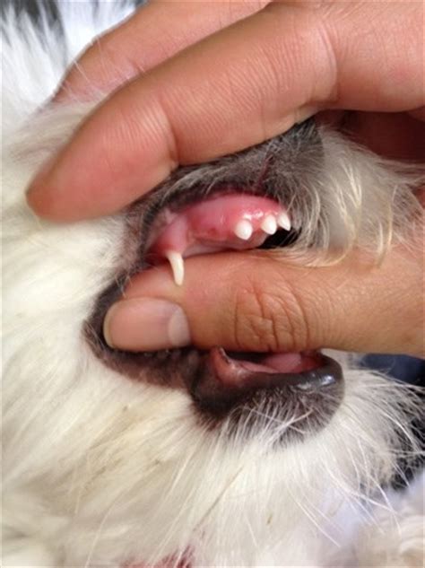 Maltese puppy losing baby teeth | Chrissy Kim Photography