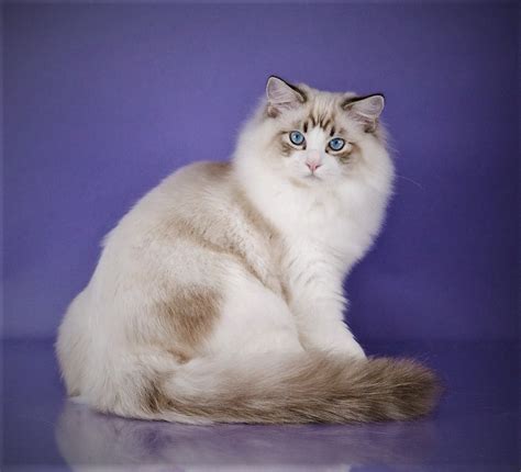Allowance should be made for darker color in older cats. Male Ragdoll Cats for Sale South Carolina | Riterags Ragdolls