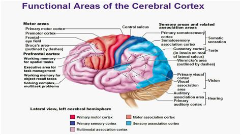 Cerebral Cortex Motor And Sensory Areas