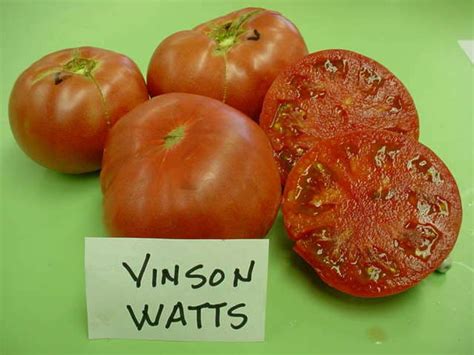 Tomato Vinson Watts Kentucky Heirloom Michlers Florist Michler