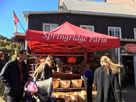 Springridge Farm (Milton) - All You Need to Know Before You Go - TripAdvisor