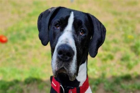 Can You Give This Loving Great Dane A New Home