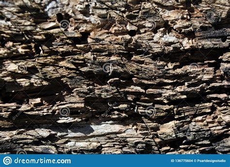 Our hong kong orchid tree is about 6 years old, and has developed in the last three months vertical cracks near its trunk bottom, extending upward some over half way to first branching. Old Cracked Tree Trunk Textured, Brown Blurry Background ...