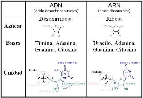 Cuadros Comparativos Entre Arn Y Adn Con Im Genes Adn Y Arn Estudiar Biologia Biolog A Celular