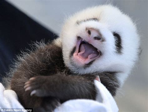 Adorable Panda Cub Laughs And Smiles His Way Through His First Weigh In