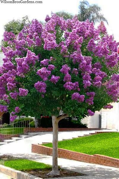 Buy Twilight Purple Crape Myrtle Tree Free Shipping Wilson Bros