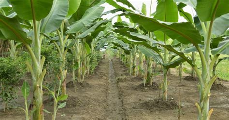 Berbagai jenis tanaman air hias yang indah dan cantik sebenarnya sangat mudah kita pelihara. Tutorial Cara Panduan Budidaya Tanaman Pisang,Sangat ...