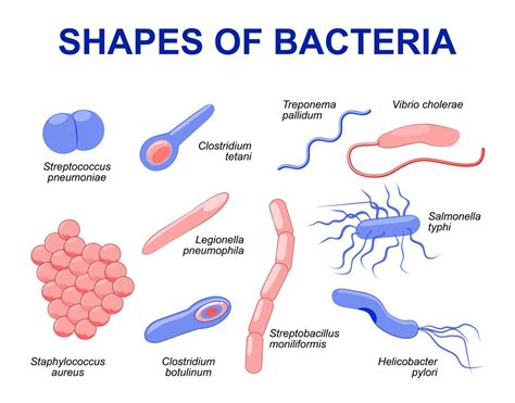 Describe The Main Method By Which Bacteria Reproduce