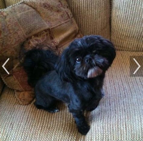 53 Best Black Shihtzu Images On Pinterest Shih Tzus Baby Puppies And